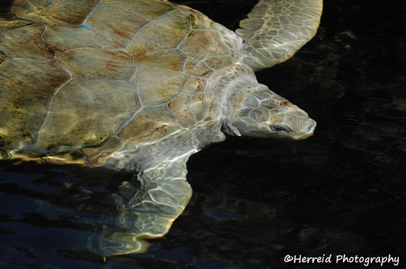 Adult Sea Turtle