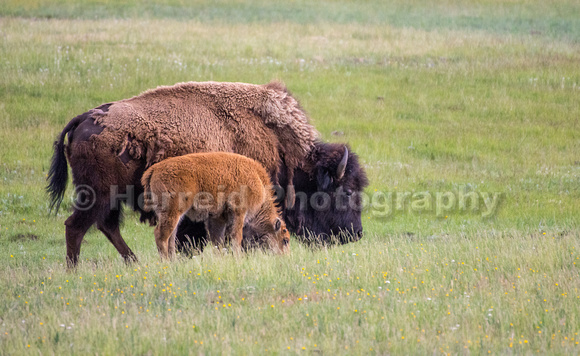 Yellowstone Bison & Calf