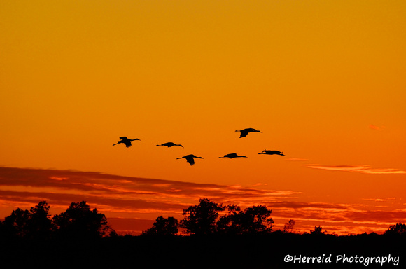 Silhouettes of Sandhill Cranes (Grus canadensis) Flying at Sunset