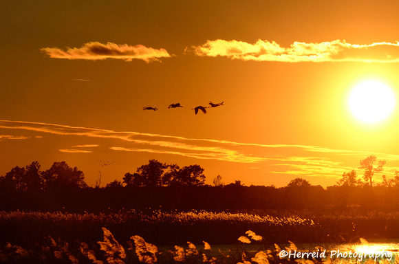 Silhouettes of Sandhill Cranes( Grus canadensis) in Flight at Sunset