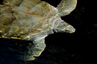 Adult Sea Turtle