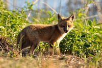 A Red Fox Kit or Pup in the Late Evening Sunshine