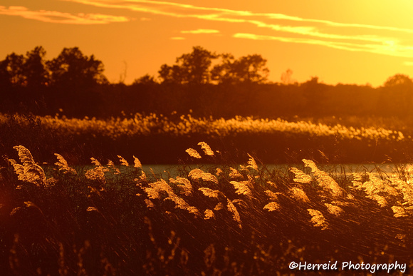 Backlit Native Grasses at Sunset