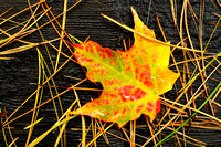 Wet Colorful Maple Leaf with Pine Needles
