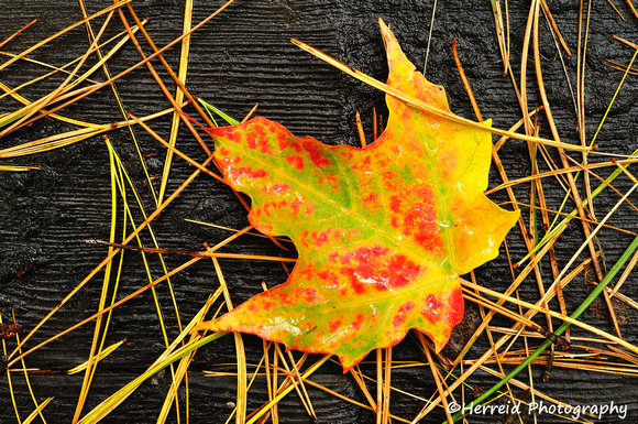 Wet Colorful Maple Leaf with Pine Needles