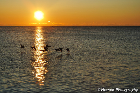 Silhouettes of Canadian Geese Flying over Lake Michigan at Sunrise