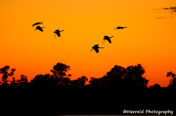 Silhouettes of Sandhill Cranes (Grus canadensis) at Sunset