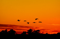 Silhouettes of Sandhill Cranes (Grus canadensis) at Sunset