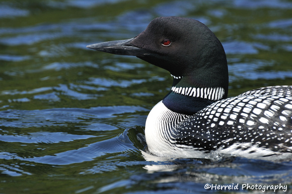 Close-up of a Common Loon