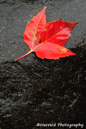 Red Maple Leaf on Wet Rock
