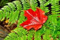 Red Maple Leaf on a Fern
