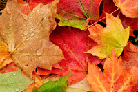 Wet Colorful Maple Leaves