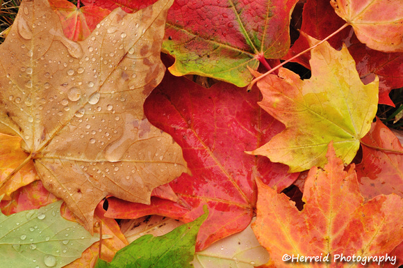 Wet Colorful Maple Leaves
