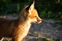 A Red Fox Kit in the Late Evening Sunshine