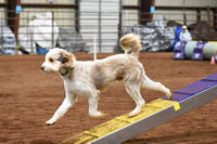 Iron Range Dog Training Club CPE Trial at Proctor September 22-24 2023