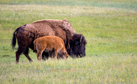 Yellowstone Bison & Calf