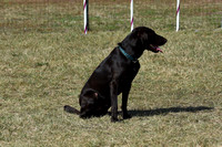 Sunday Standard Level 1